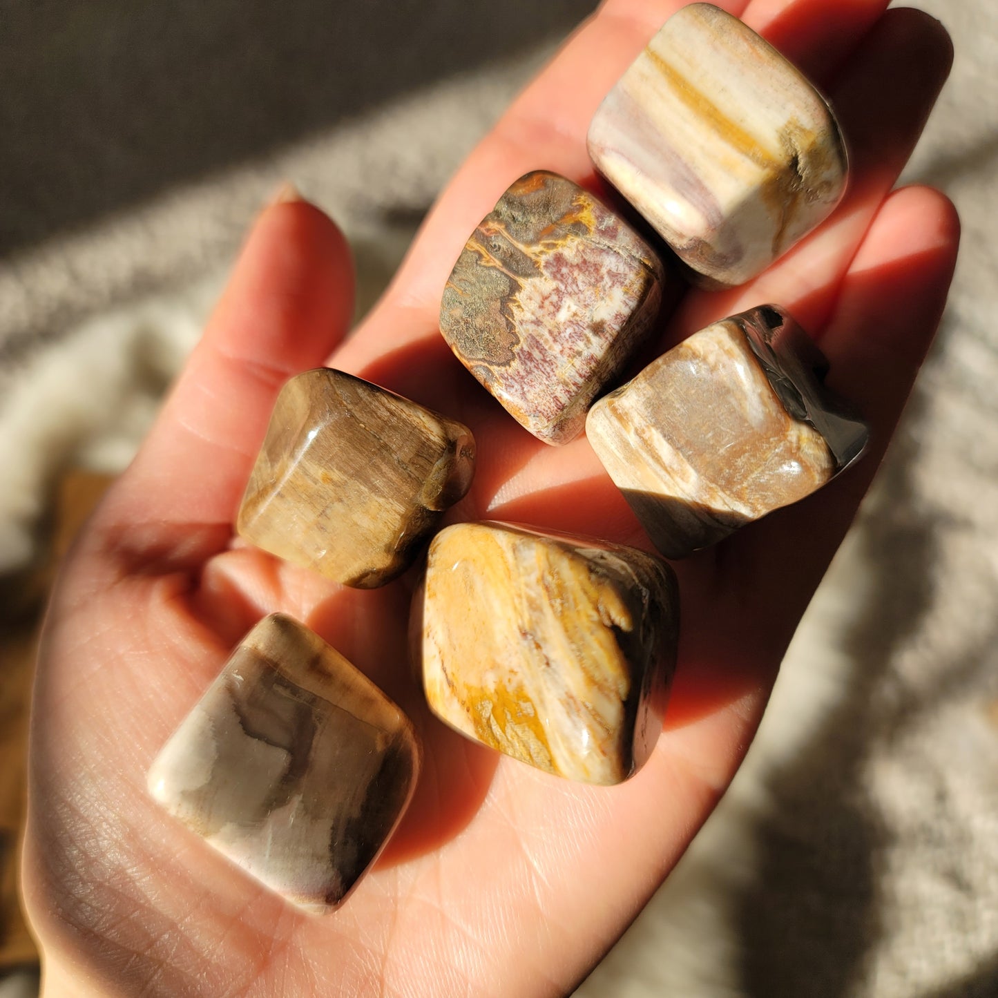 Petrified Wood || transformation, stability, patience